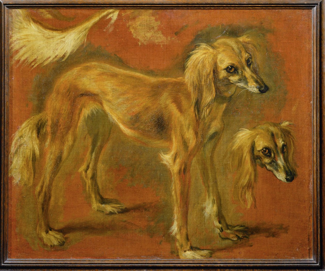 Ein Windhund von Pieter or Peter Boel
