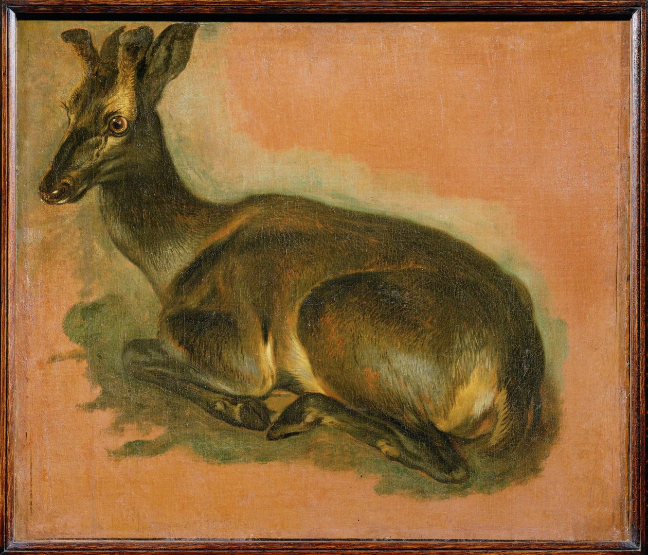 Hirsch, liegend von Pieter or Peter Boel