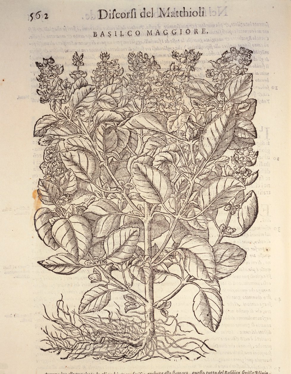 Basilikum (Ocymum basilicum) von Pietro Andrea Mattioli
