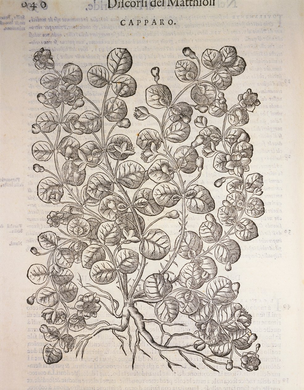 Kapernstrauch (Capparis spinosa), Gravur von Pier Andrea Mattioli von Pietro Andrea Mattioli