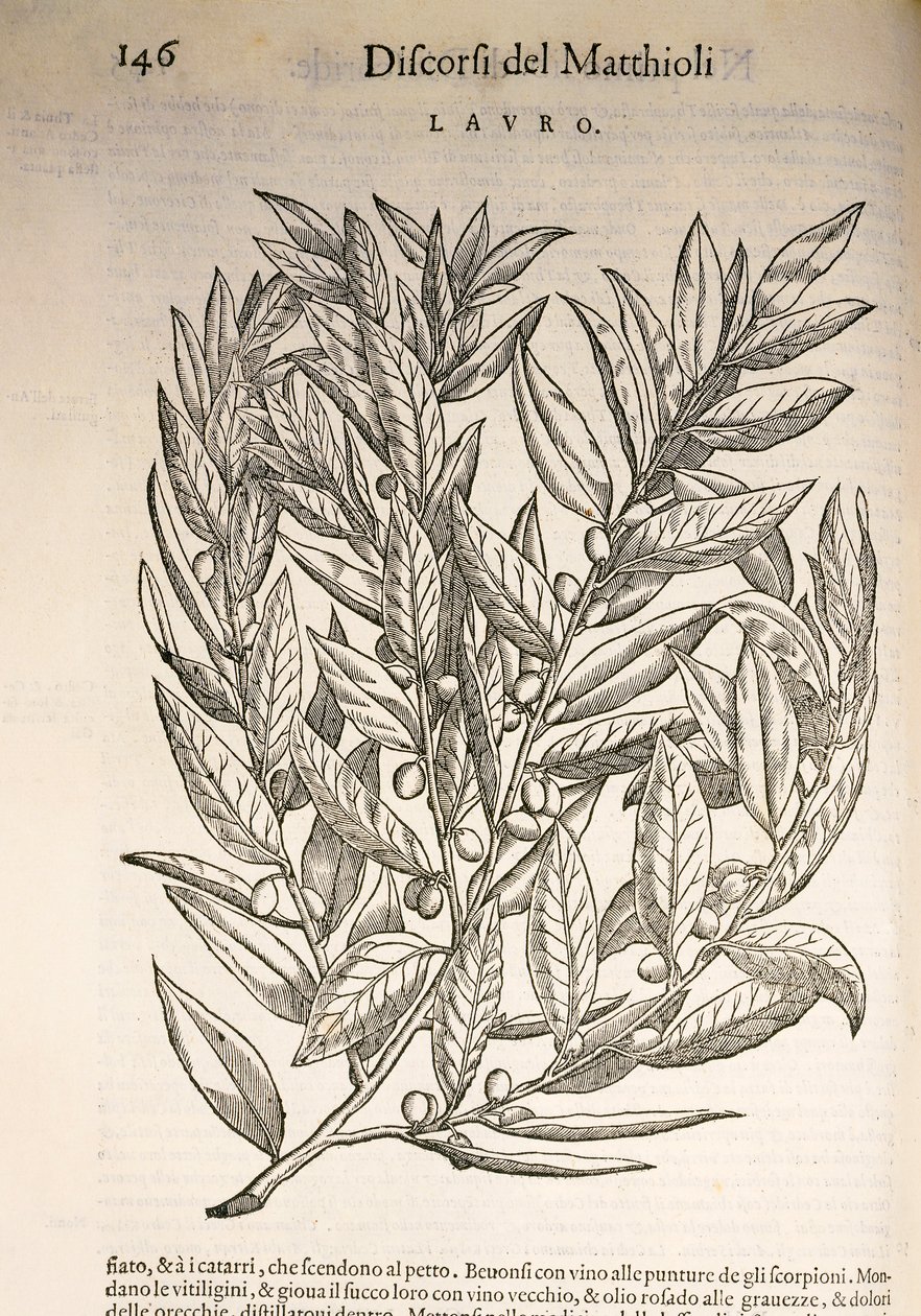 Lorbeer (Laurus), Gravur von Pier Andrea Mattioli von Pietro Andrea Mattioli