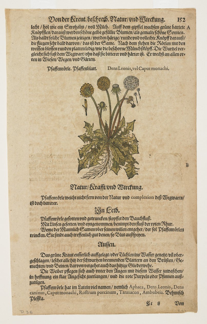 Pfaffenröhrle, aus Commentarii in Sex Libros Pedacii Dioscoridis von Pietro Andrea Mattioli