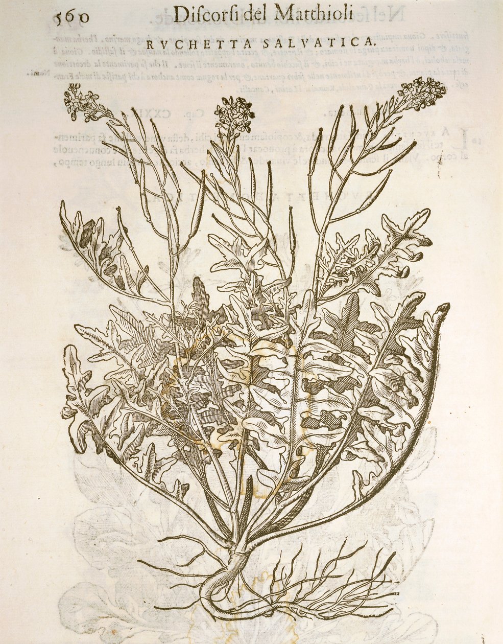 Rucola (Eruca sativa), Gravur von Pier Andrea Mattioli von Pietro Andrea Mattioli