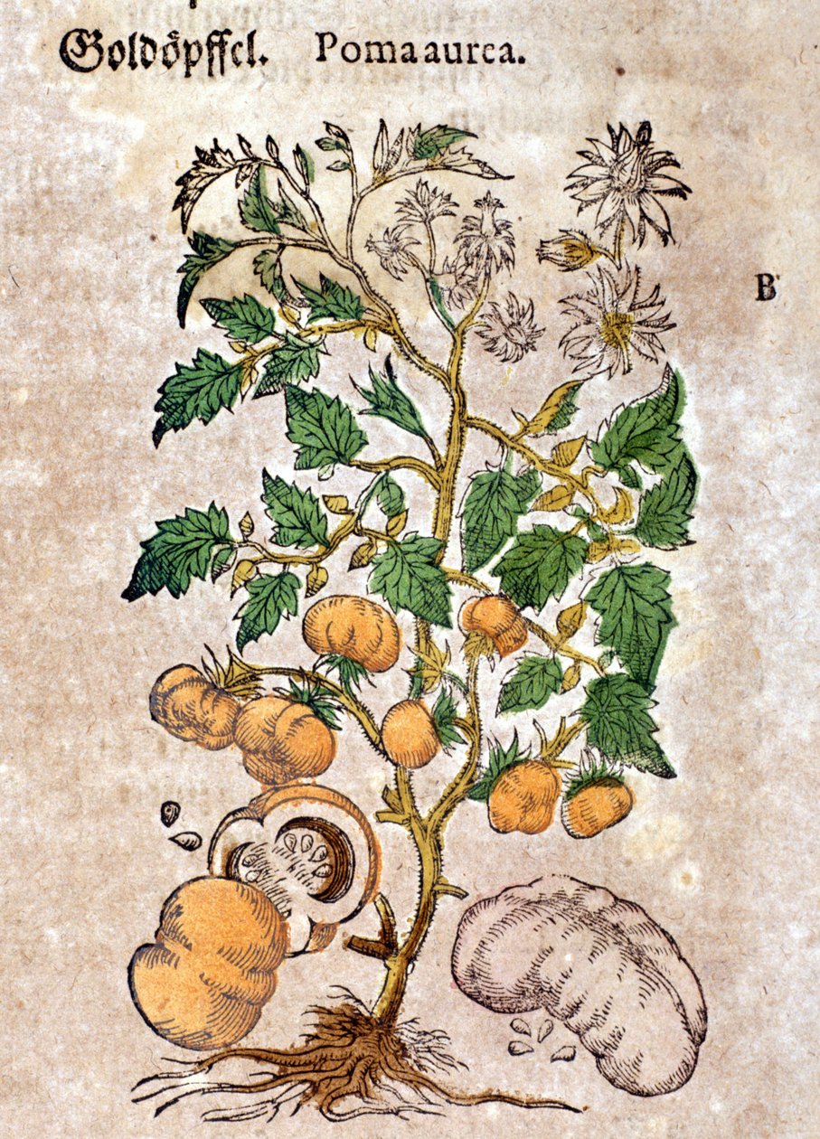 Tomate. Gravur - in „Kreutterbuch Dess Hochgelehrten und weitberühmten Herrn D. Petri Andreae Matthioli“ von Pietro Andrea Mattioli (1500-1577) von Pietro Andrea Mattioli