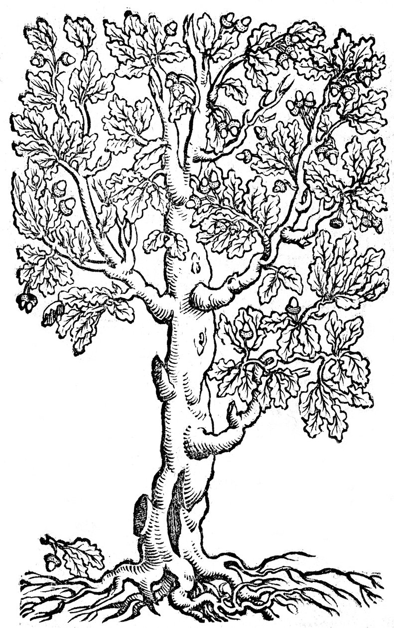 XII Bücher von dem Feldbau und vollkommener Bestellung eines ordentlichen Meierhofs oder Landguts von Pietro de
