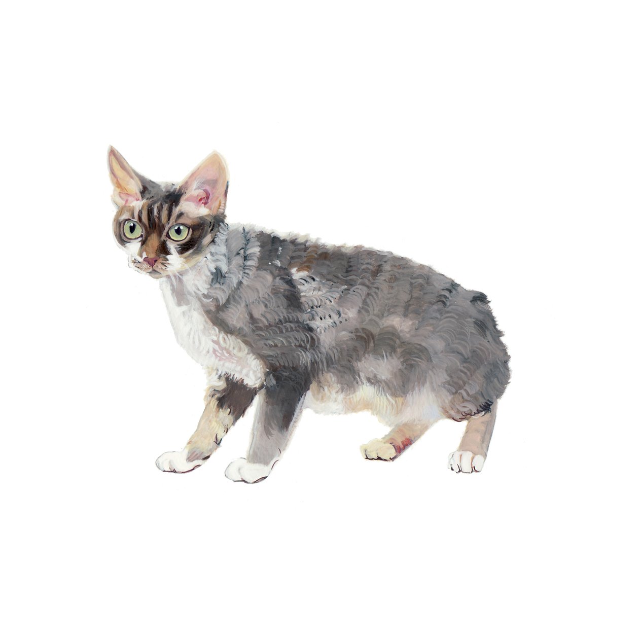 Devon Rex von Polly Horner