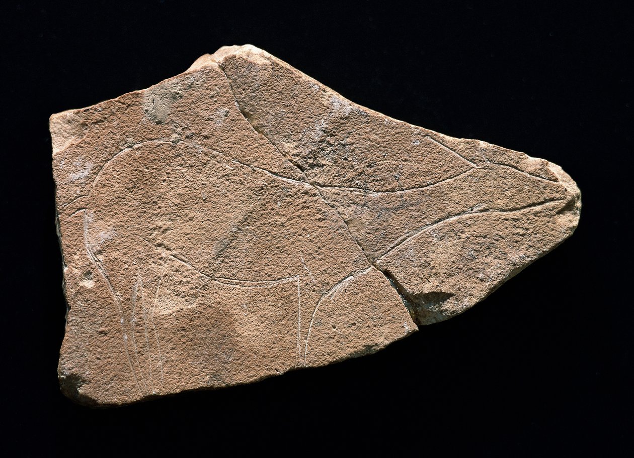 Petroglyphe, die ein Reh darstellt, Parpallo-Höhle, Spanien. Oberes Paläolithikum, Solutreen von Prehistoric Prehistoric