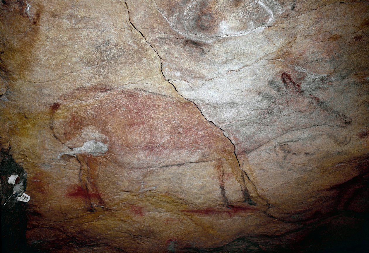 Prähistorisch: „Ein Hirsch“ Felsmalerei des oberen Paläolithikums (Magdalénien) (zwischen 16500 und 14000 Jahren) Steinzeit Höhle von Altamira, Santander, Spanien von Prehistoric Prehistoric