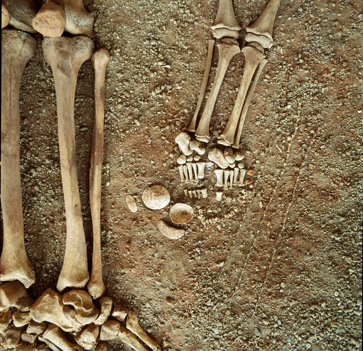 Prähistorie: Doppelsepultur von Erwachsenen und Kindern. Detailansicht des Grabbeigaben, an den Füßen des Kindes, drei Eichhörnchenschwänze, Muscheln und Steine aus der Höhle Arene Candide (Finale Ligure), Ligurien. Mesolithikum, 7000-6000 v. Chr. von Prehistoric Prehistoric