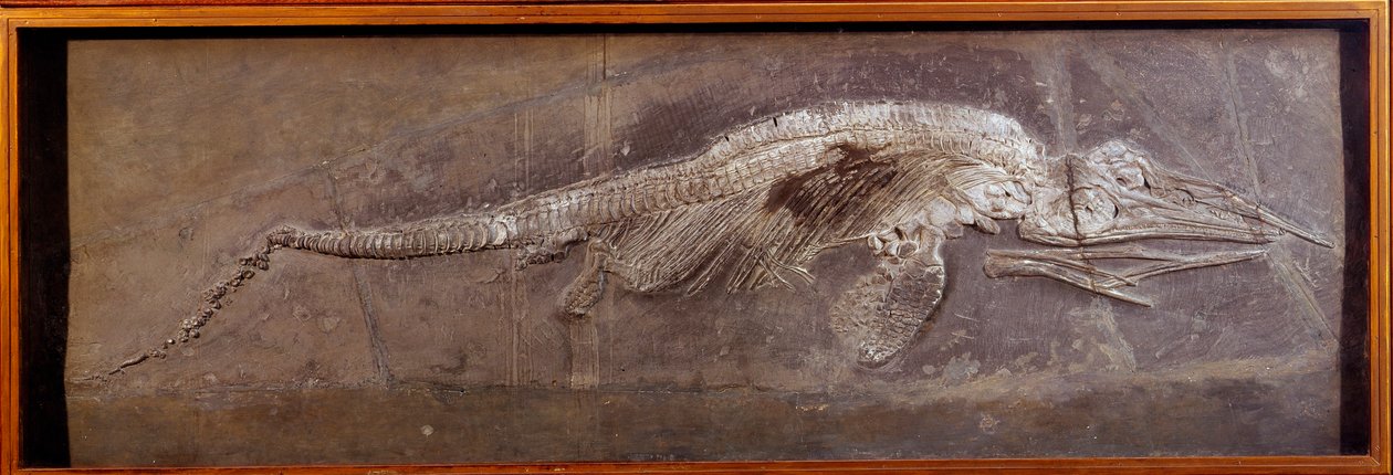 Prähistorie: Fossil von Pareiasaurier, prähistorisches Tier, Paris, Naturkundemuseum von Prehistoric Prehistoric