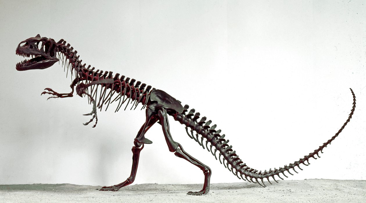 Urgeschichte: Skelett des Dinosauriers Allosaurus fragilis. Oberjura. Museo civico di storia naturale, Mailand von Prehistoric Prehistoric