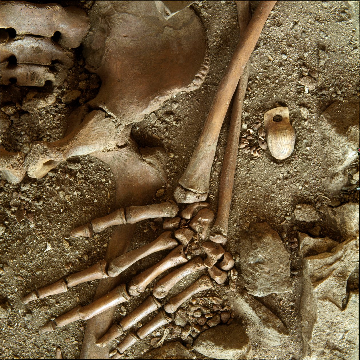 Prähistorisch: Jugendschmuck. Detailansicht des Grabbeigaben aus der Höhle von Candid Arene (Finale Ligure), Ligurien. Oberes Paläolithikum, 24000 v. Chr. Genua, Museo di Archeologia Ligure von Prehistoric Prehistoric