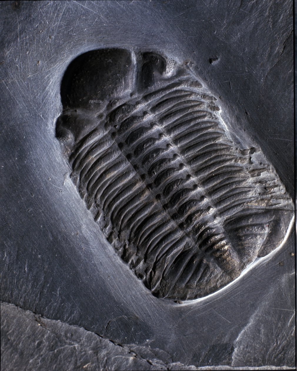 Urgeschichte: Trilobit Phacops Rana Fossil (Gliederfüßer). Zeitalter des Paläozoikums, Periode des Devon. Fund im Gebiet von Bundenbach in Deutschland. von Prehistoric Prehistoric