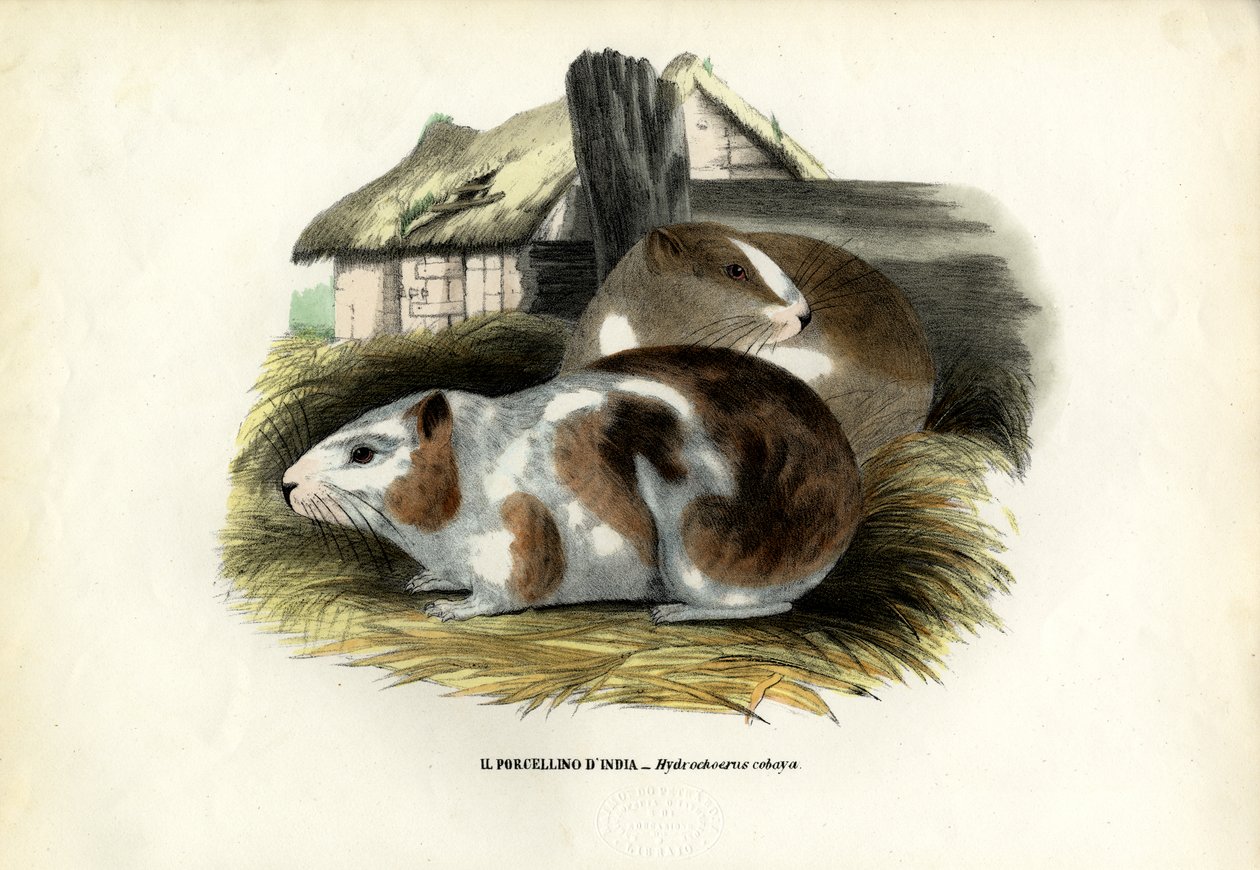 Meerschweinchen, 1863-79 von Raimundo Petraroja