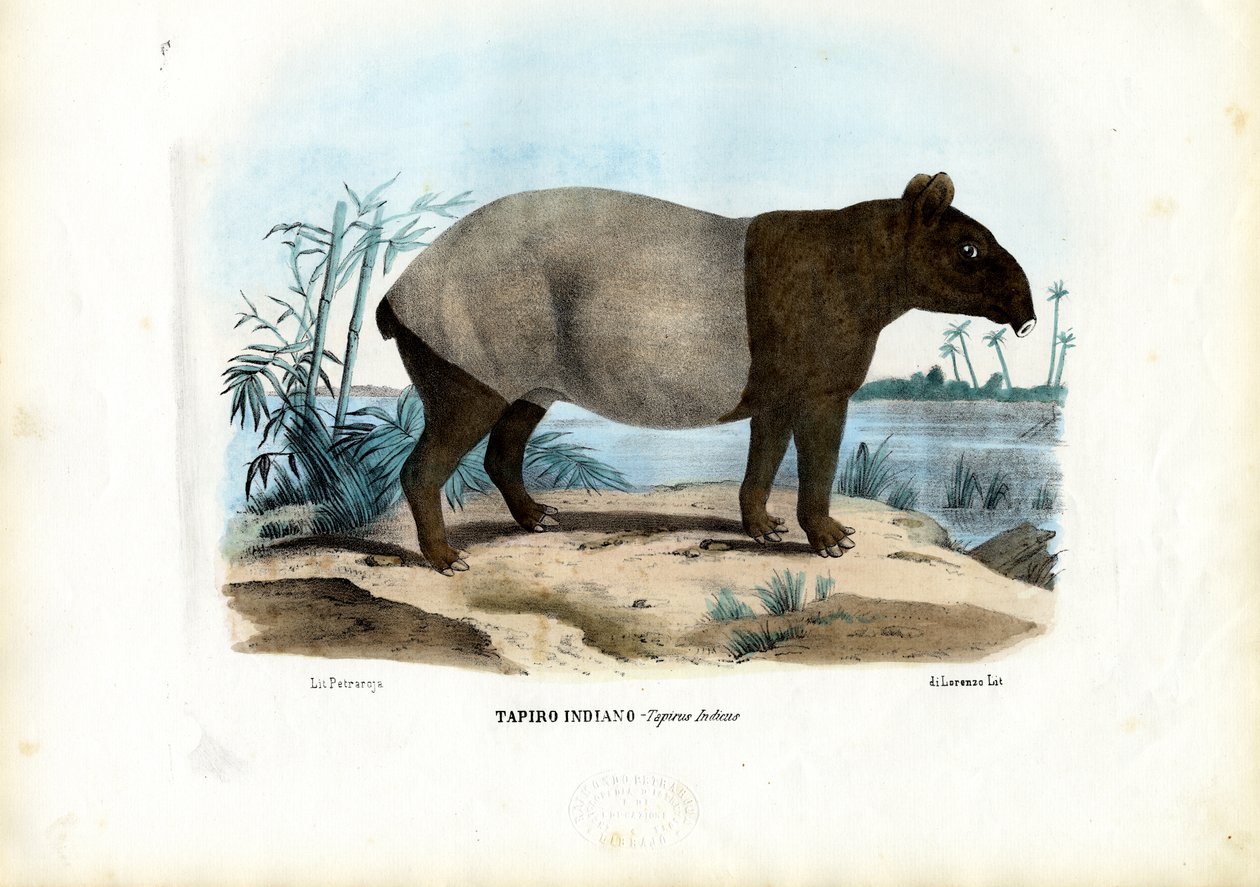 Malaiischer Tapir von Raimundo Petraroja