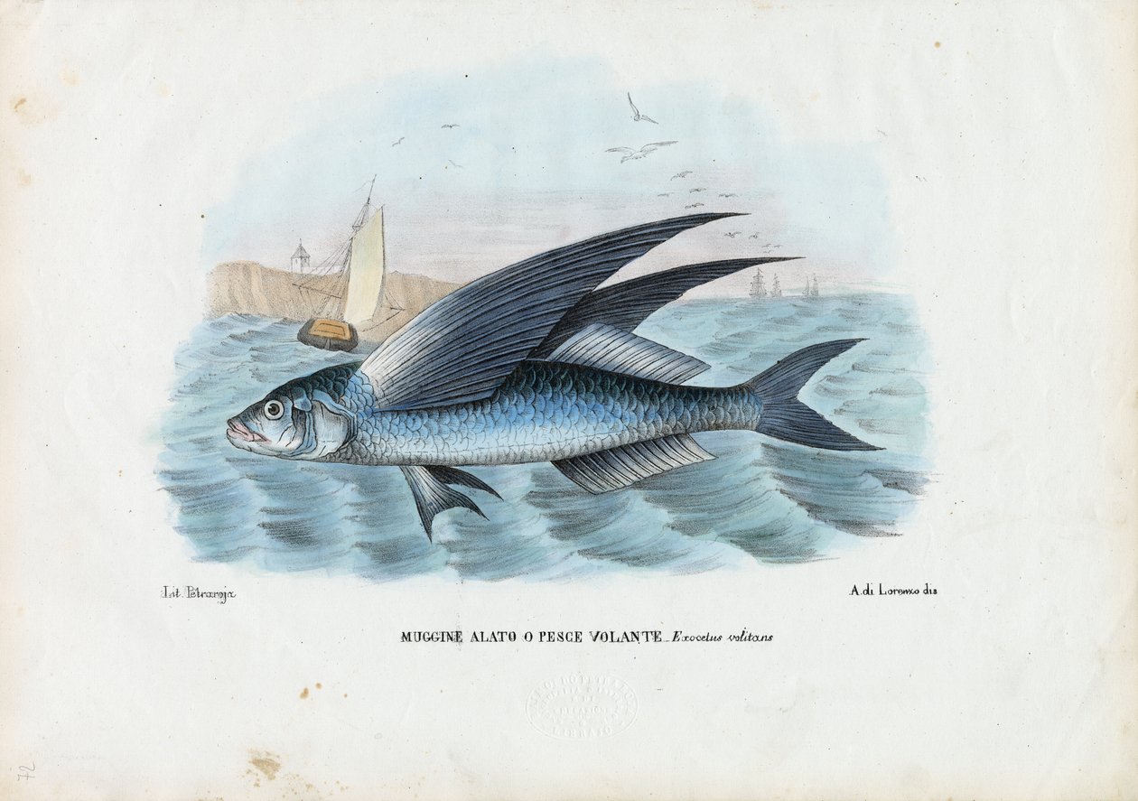Tropischer Zweiflügelfisch, 1863-79 von Raimundo Petraroja