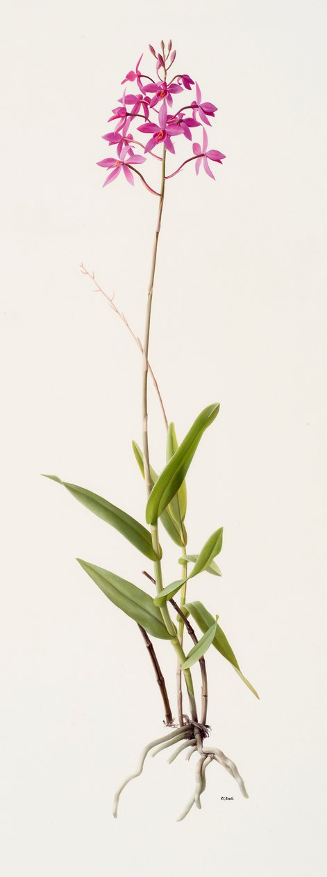 Barkeria skinneri von Raymond Booth
