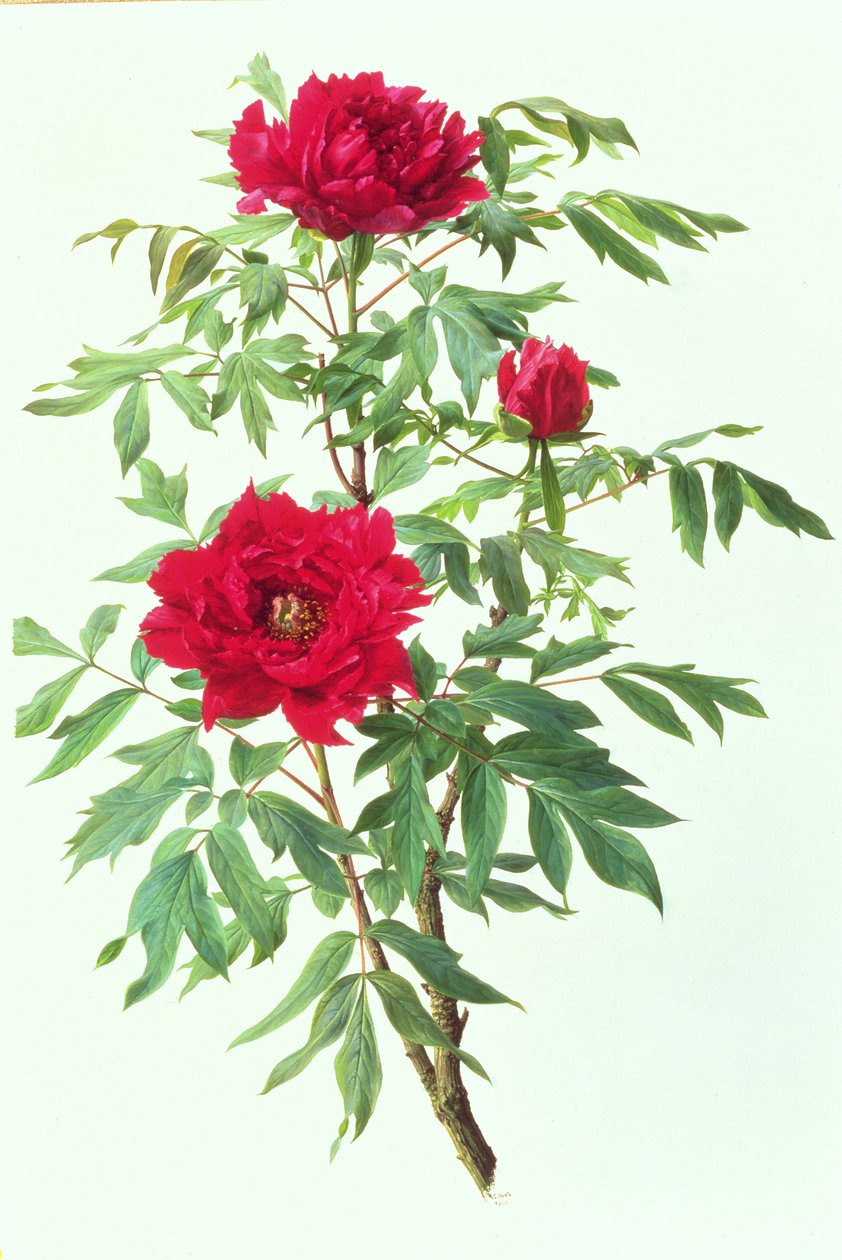 Japanische Baum-Pfingstrose von Raymond Booth