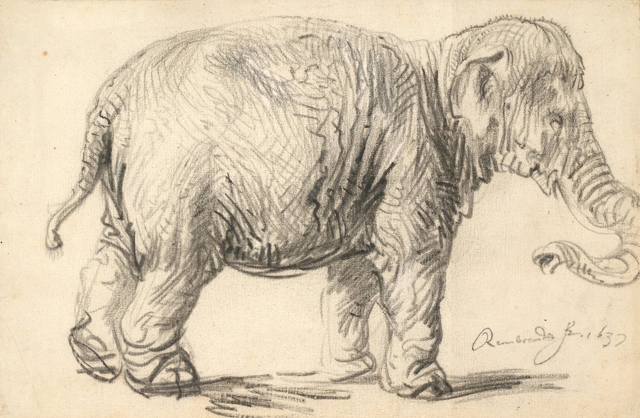 Ein Elefant von Rembrandt van Rijn