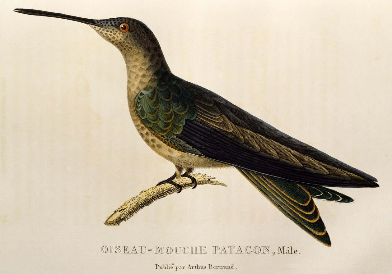 Riesenkolibri (Patagona gigas), Gravur aus Les trochilidees ou les colibris et les oiseaux-mouches von René Primevère Lesson