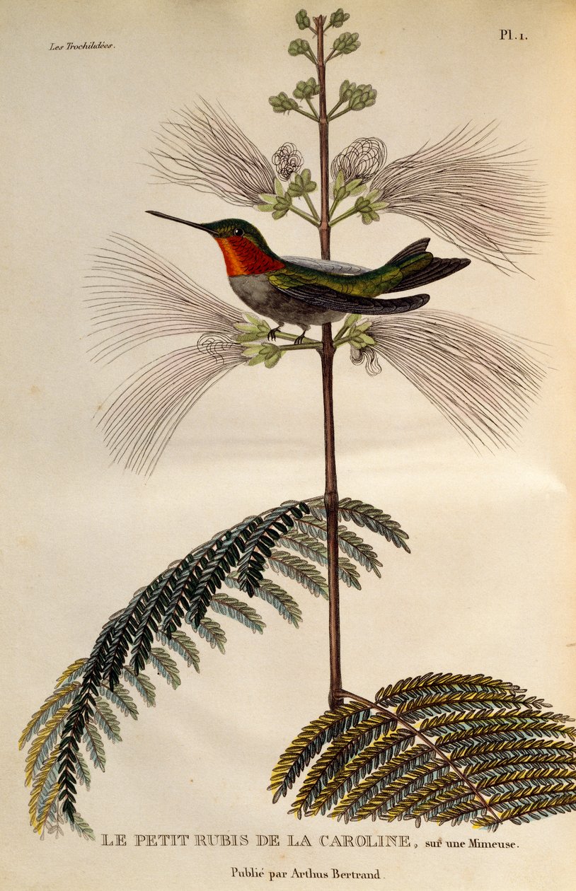 Rubinkehlkolibri, Gravur aus Les trochilidees ou les colibris et les oiseaux-mouches von René Primevère Lesson