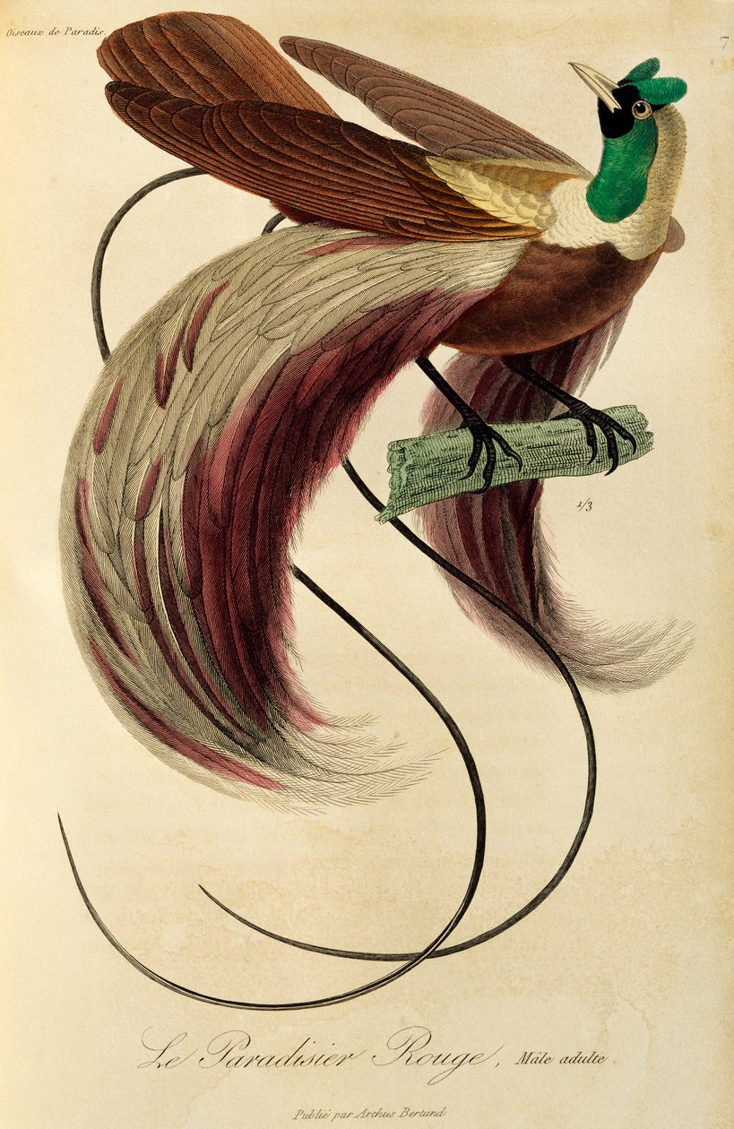 Erwachsener männlicher Roter Paradiesvogel (Paradisaea rubra), Gravur aus Histoire naturelle des oiseaux de paradis et des epimagues von René Primevère Lesson