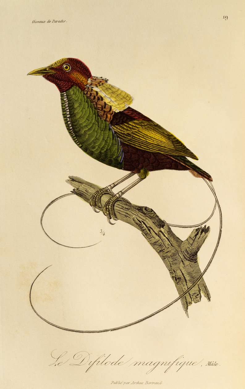 Männchen des Prächtigen Paradiesvogels (Cicinnurus magnificus), Gravur aus der Histoire naturelle des oiseaux de paradis et des epimagues von René Primevère Lesson