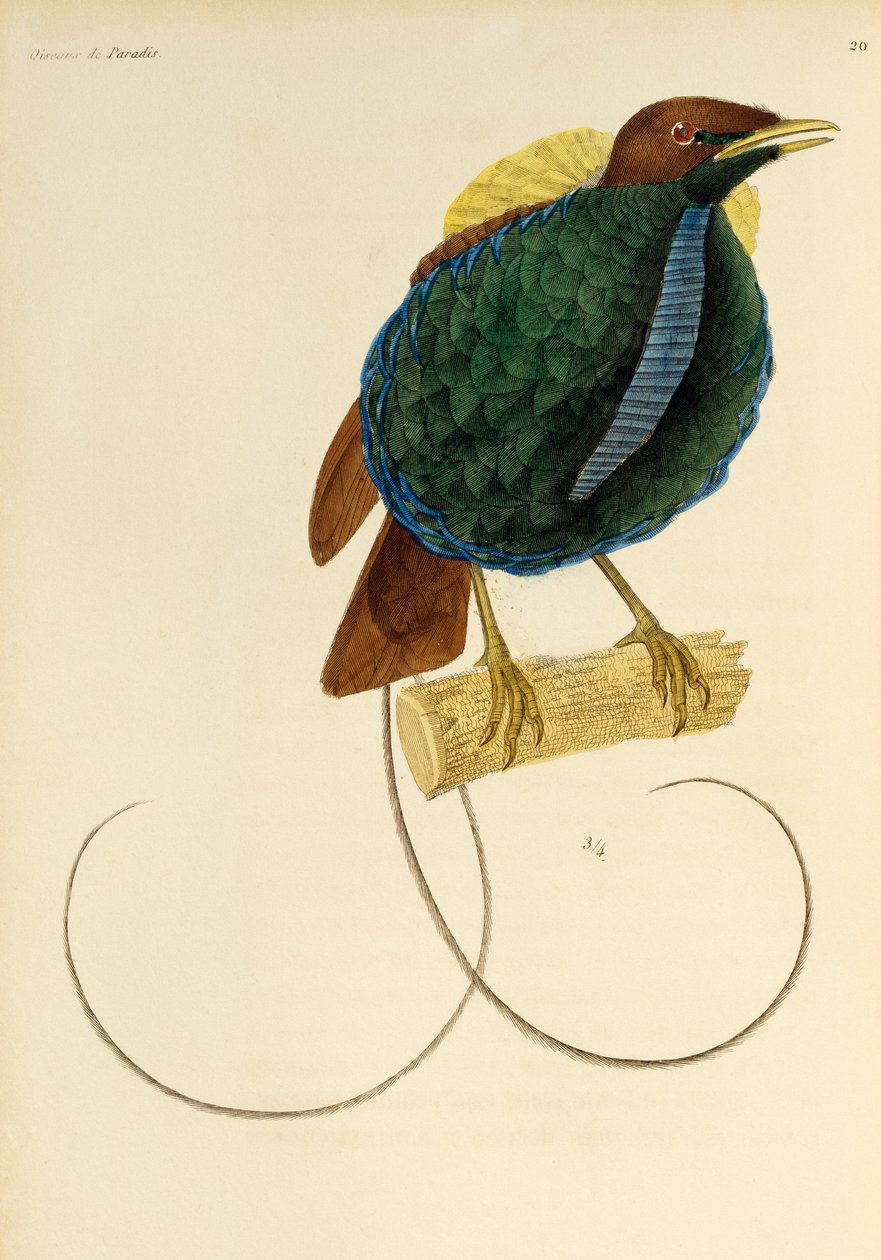 Männchen des Prachtparadiesvogels (Cicinnurus magnificus), Gravur aus Histoire naturelle des oiseaux de paradis et des epimagues von René Primevère Lesson