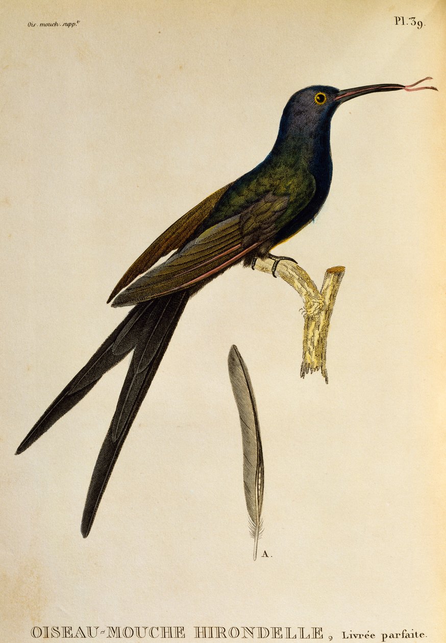 Schwalbenschwanzkolibri, Gravur aus Les trochilidees ou les colibris et les oiseaux-mouches von René Primevère Lesson