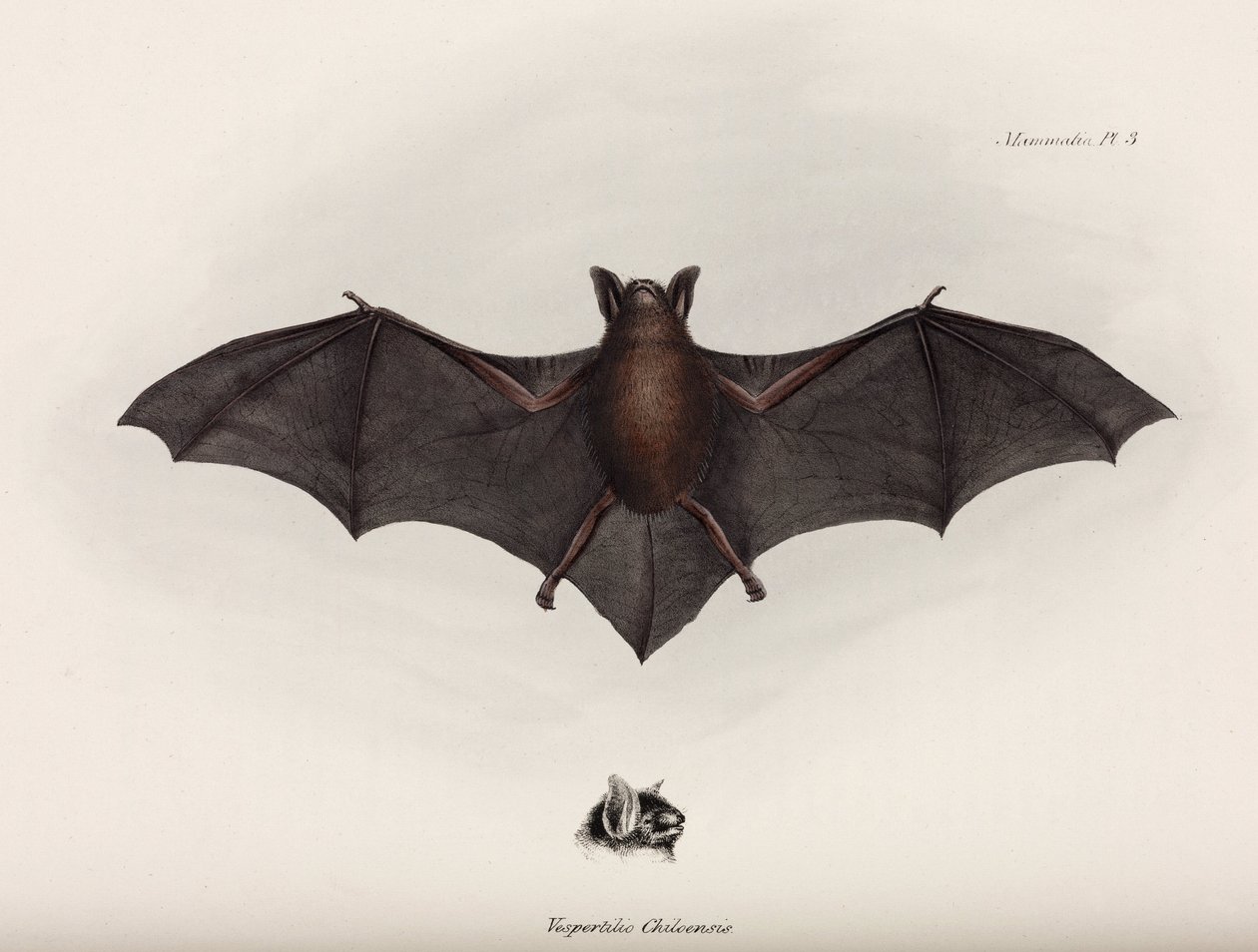 Fledermaus, Südamerika, ca. 1832-1836 von John Pardon