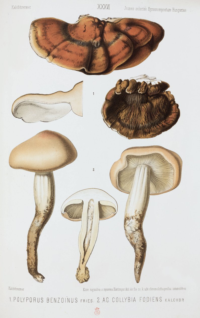 Zwei Arten von Pilzen, um 1874 von John Pardon
