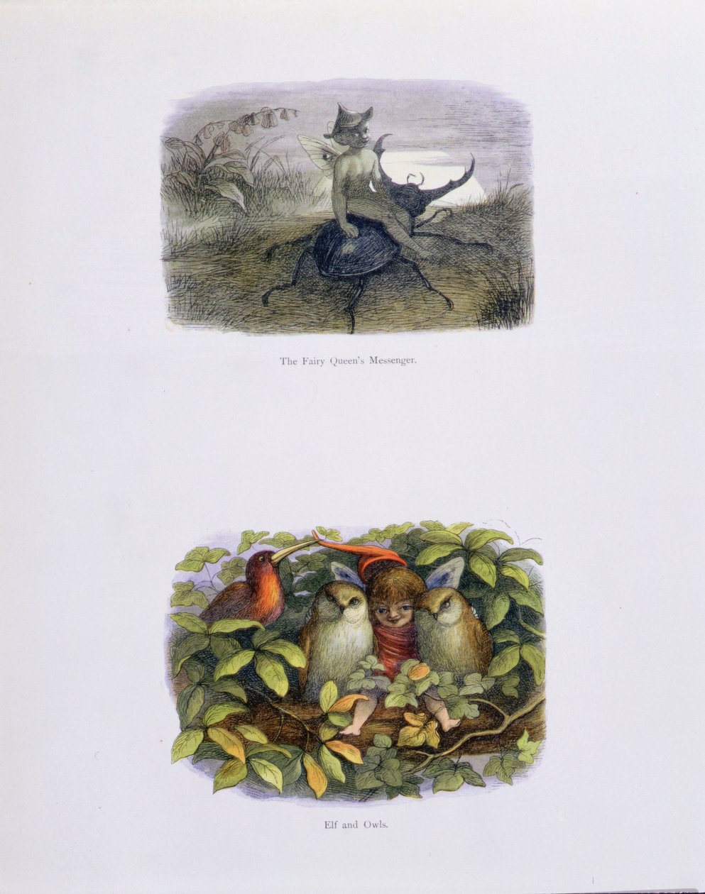 Der Bote der Feenkönigin, und Elf und Eulen, Illustrationen aus 