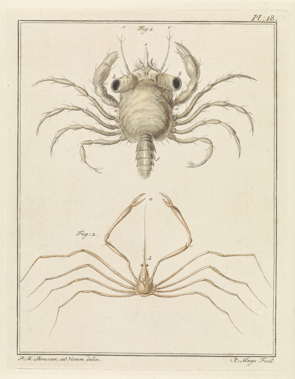Strandkrabbe und eine Pfeilkrabbenart von Robbert Muys