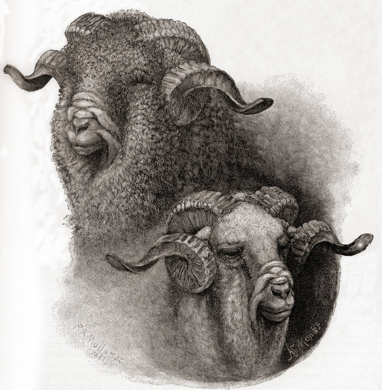Kopf eines Merino-Widders vor und nach dem Scheren, aus The Century Illustrated Monthly Magazine, veröffentlicht 1884 von Robert Antoine Muller