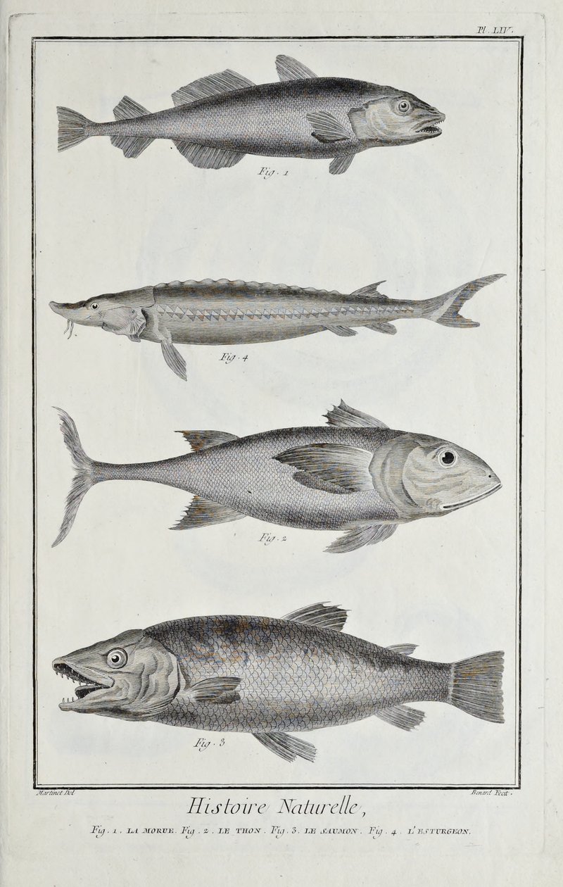Kabeljau, Thunfisch, Lachs und Stör, Illustration aus 