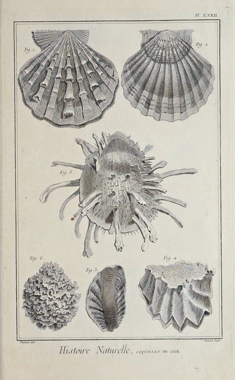 Illustration aus 