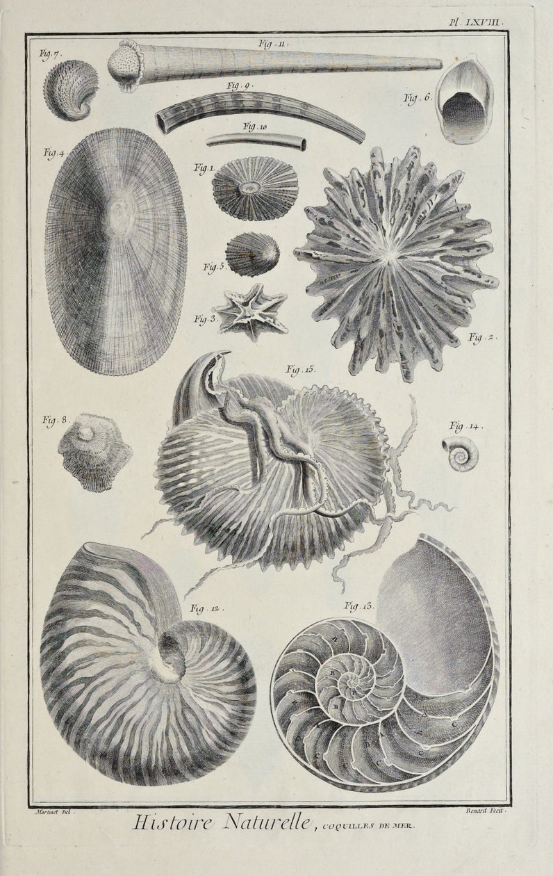 Meeresmuscheln, Illustration aus 