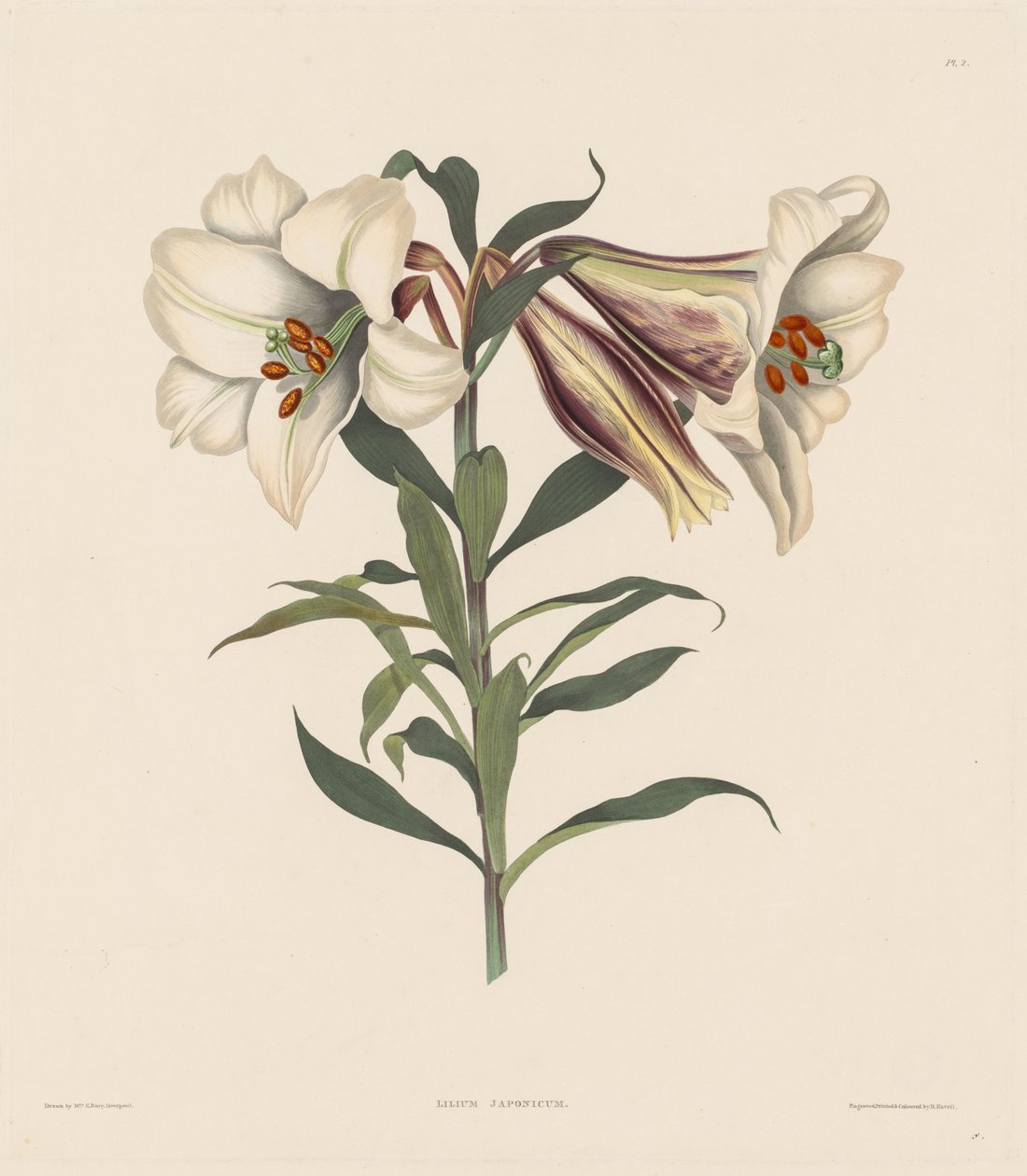 Eine Auswahl von Hexandrian-Pflanzen, die zur natürlichen Ordnung der Amaryllidae und Liliacae gehören: Japanische Lilie von Robert Havell