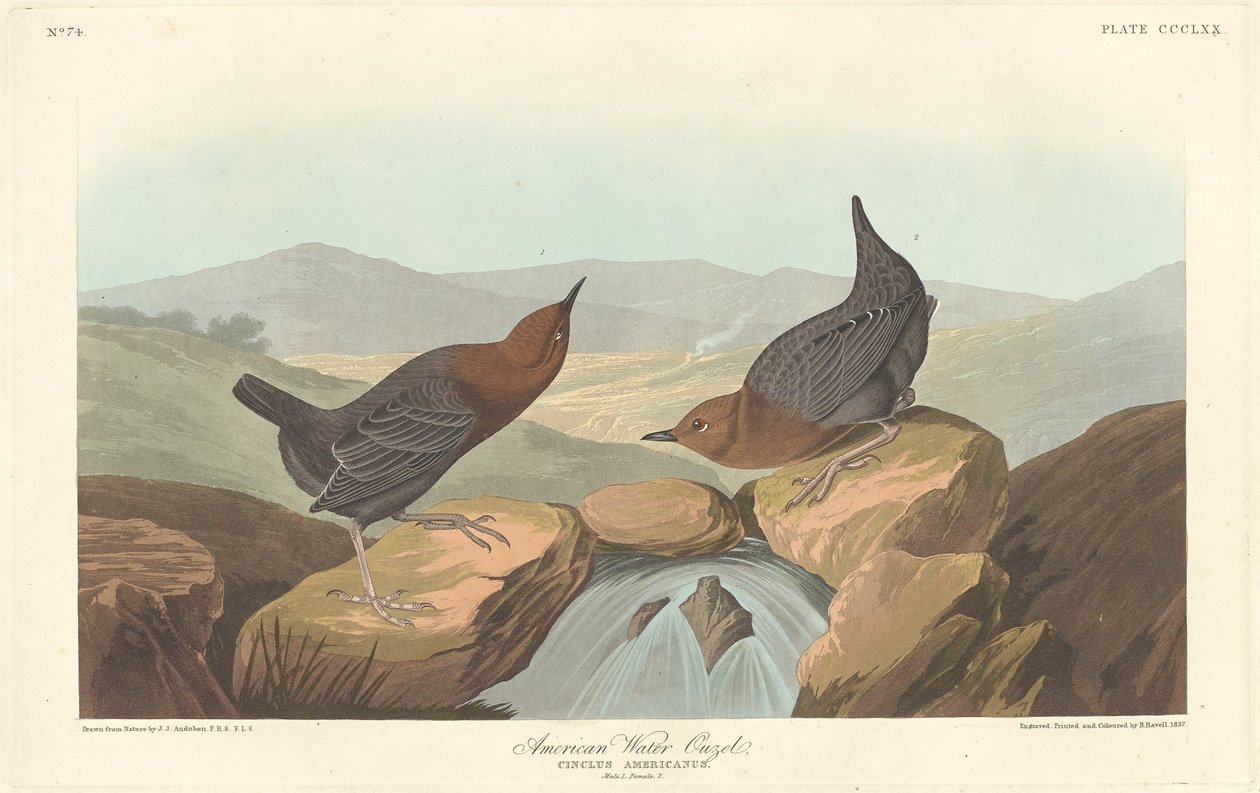 Amerikanische Wasseramsel, 1837 von Robert Havell