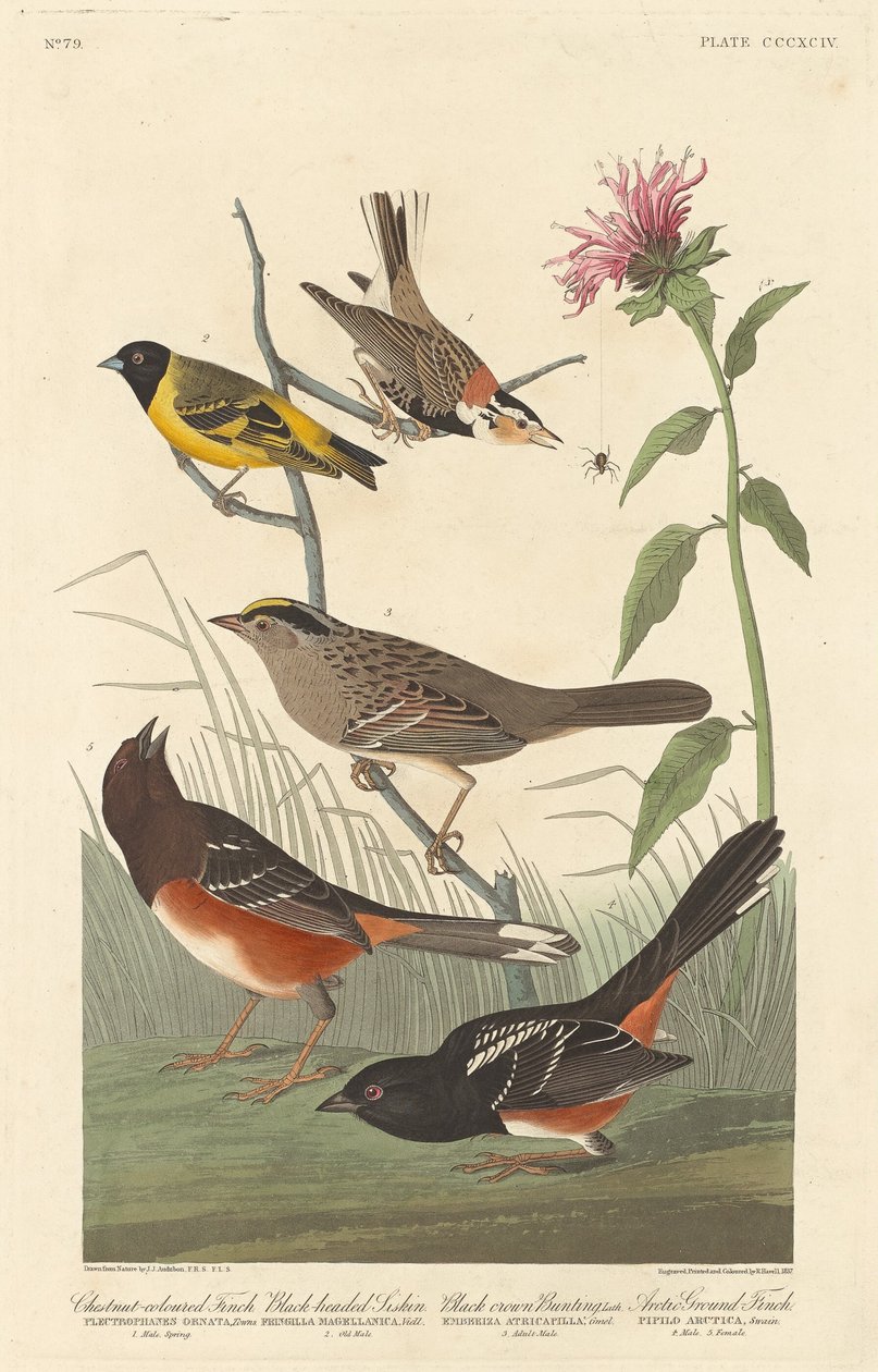 Kastanienfarbener Fink, Schwarzkopfstieglitz, Schwarzkronenammer und Arktischer Bodenfink, 1837 von Robert Havell