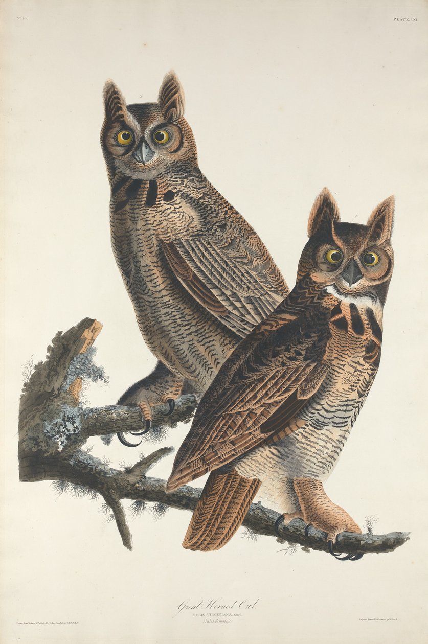 Virginia-Uhu, 1829 von Robert Havell