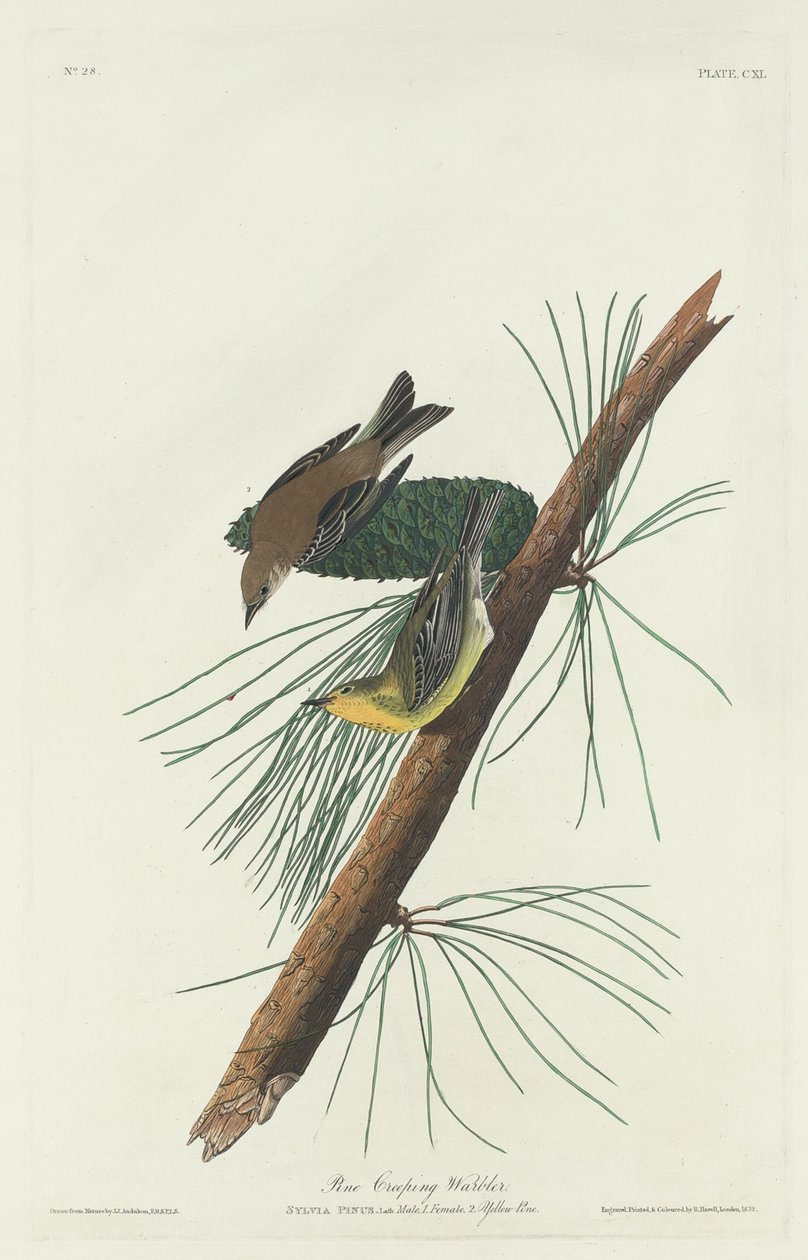 Kriechender Kiefernsänger, 1832 von Robert Havell