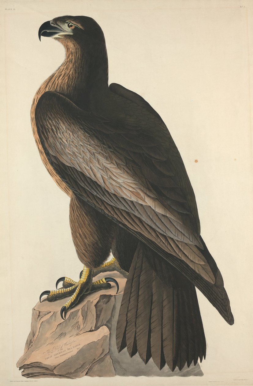 Der Vogel von Washington oder Großer Amerikanischer Seeadler, 1827 von Robert Havell