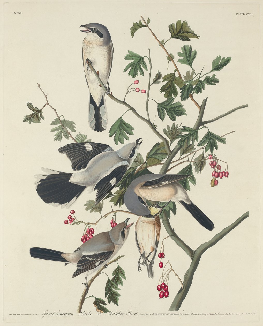 Großer amerikanischer Würger oder Metzger-Vogel von Robert Havell after John James Audubon