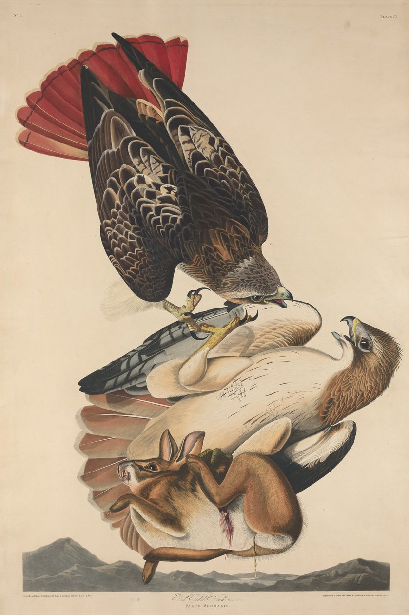 Rotschwanzbussard von Robert Havell after John James Audubon