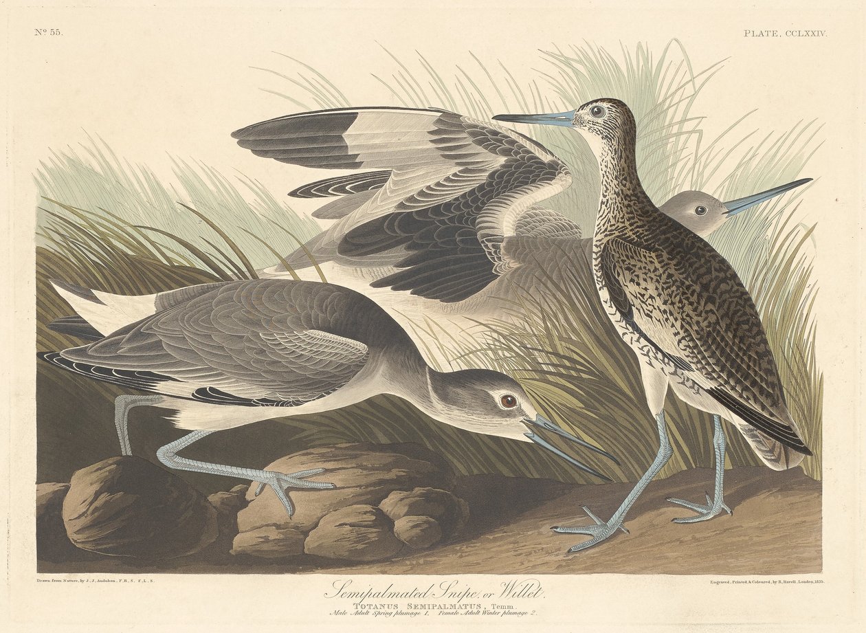 Halbpalmen-Schnepfe oder Willet von Robert Havell after John James Audubon
