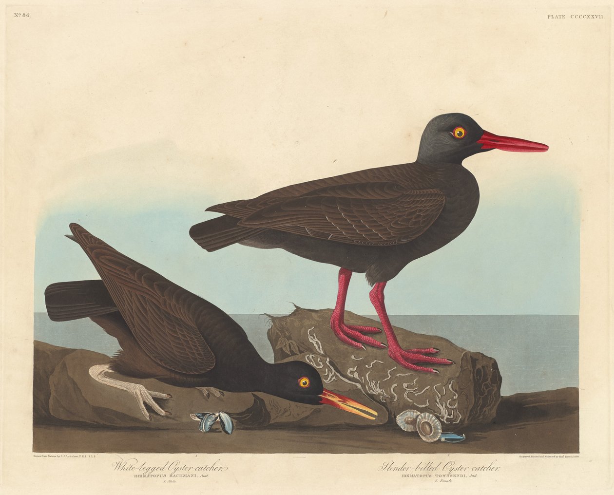 Weißbeiniger Austernfischer und Dünnschnabel-Austernfischer von Robert Havell after John James Audubon