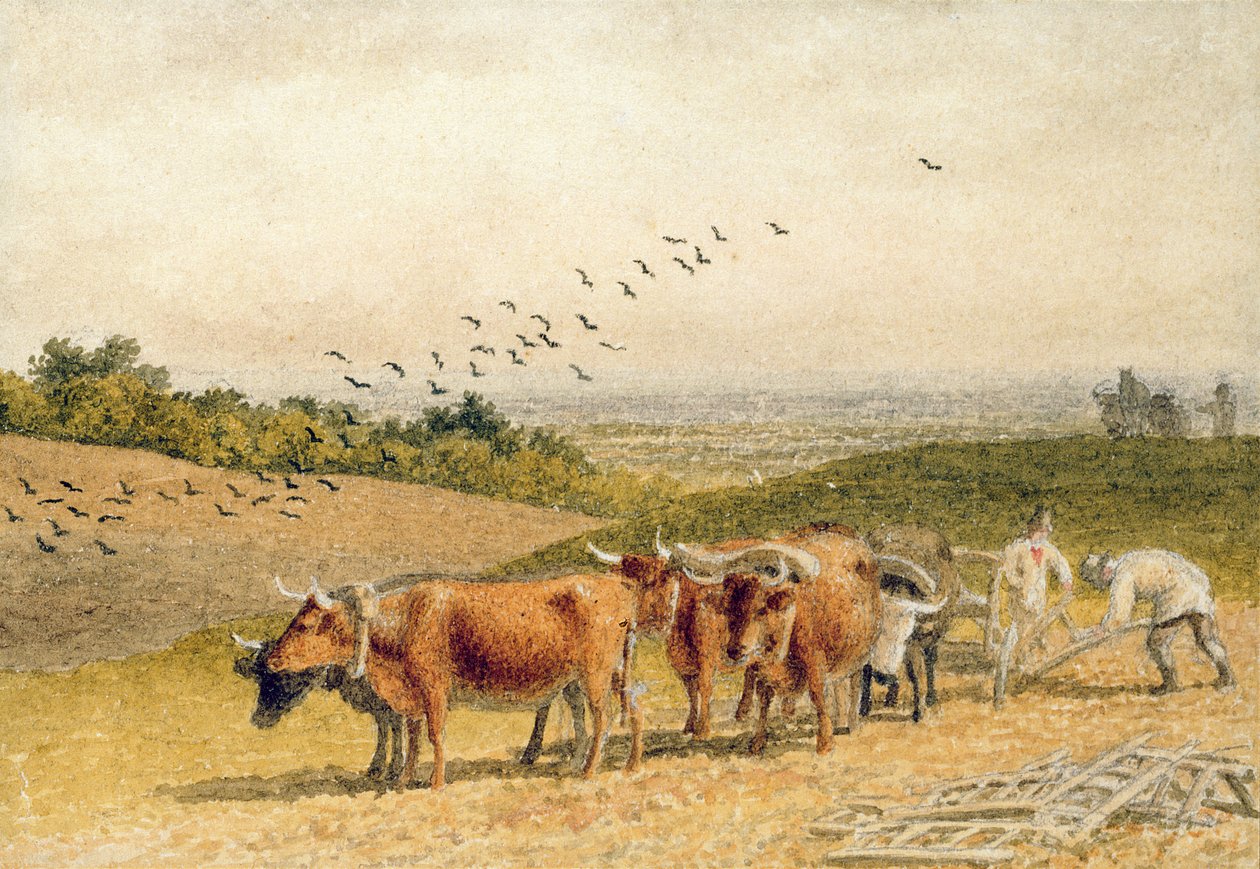 Ochsen pflügen ein Feld im Hügelland von Robert Hills