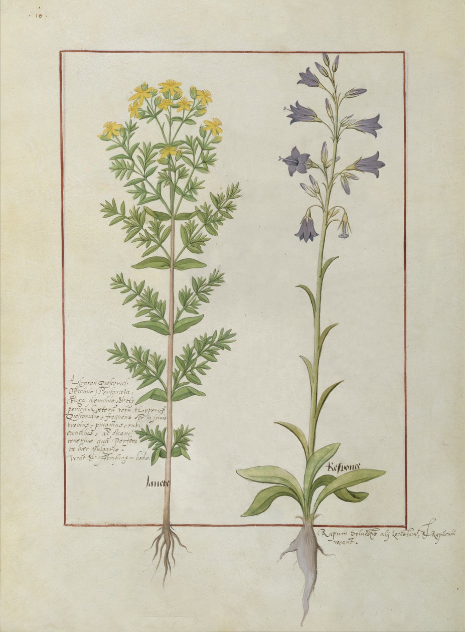 Zwei blühende Pflanzen aus dem Buch der einfachen Medizin von Mattheaus Platearius, ca. 1470 von Robinet Testard