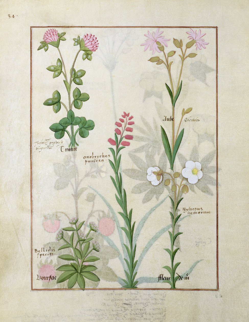 Roter Klee und Aube oben, Bellidis-Arten, Onobrychis und Hyssopus nemorum unten, Illustration aus 
